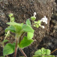 Neanotis monosperma (Wight & Arn.) W.H.Lewis